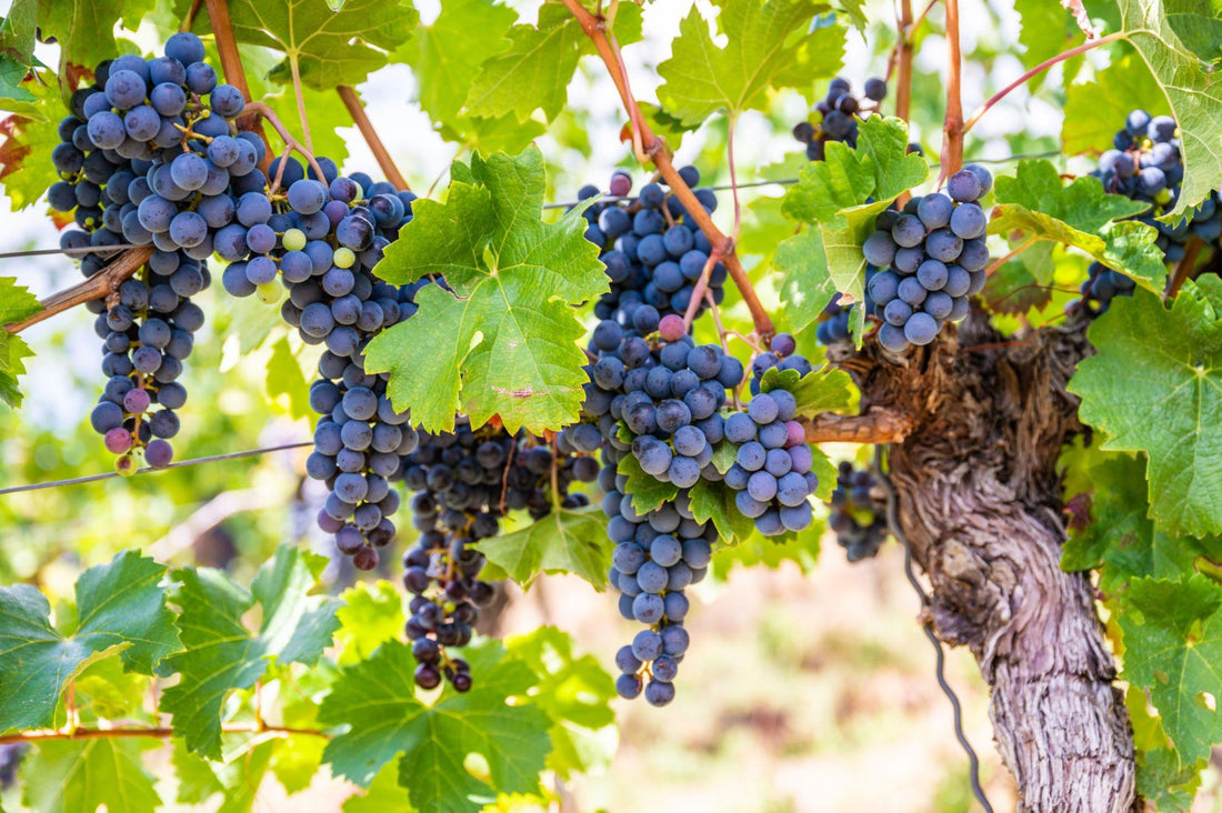 A picture of a grape vine bearing fruit as Jesus spoke about in John 15